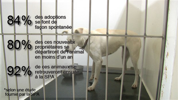 «Les gens ont encore le réflexe d’aller voir en animalerie dans un centre d’élevage, sans y penser», dixit Jessica Champagne, ex-bénévole à la SPA Beauce-Etchemins