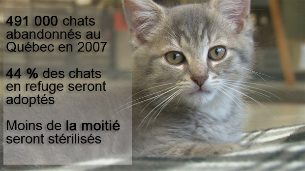 En 2007, 491 000 chats ont été euthanasiés, abandonnés ou donnés au Québec seulement. Source: un sondage Léger Marketing.