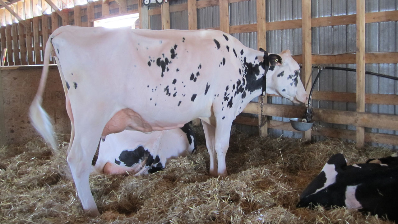 Exposition agricole de Beauce