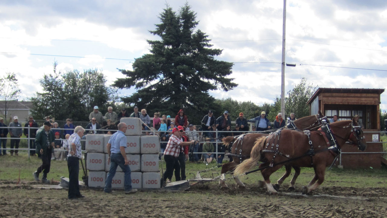 Tire de chevaux