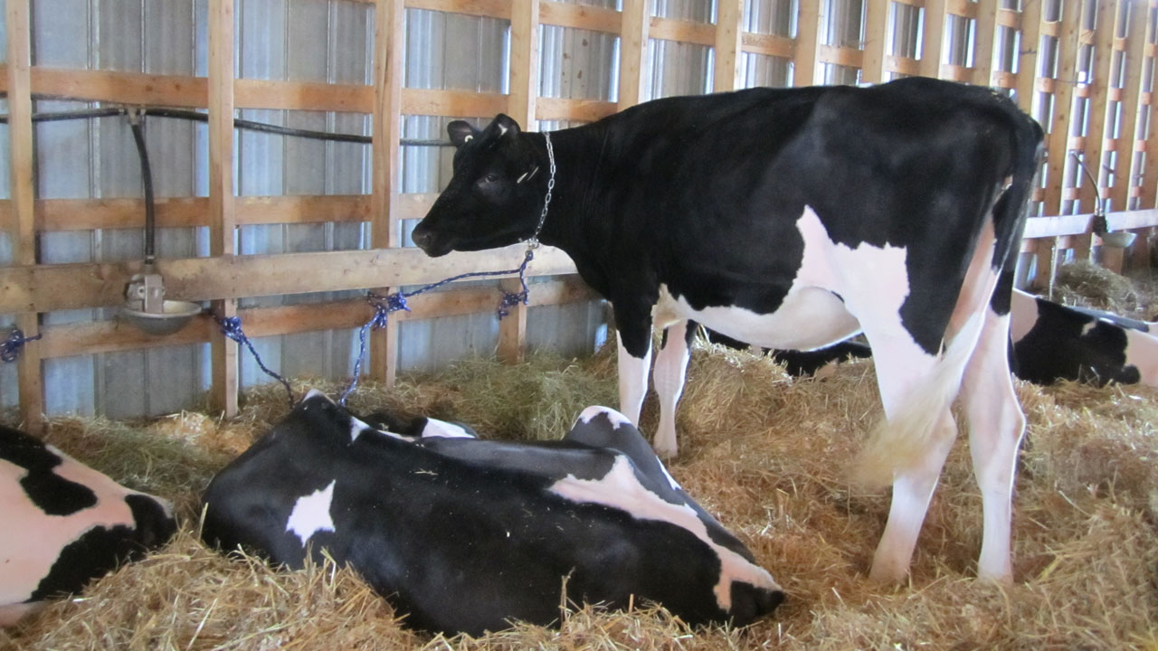 Exposition agricole de Beauce