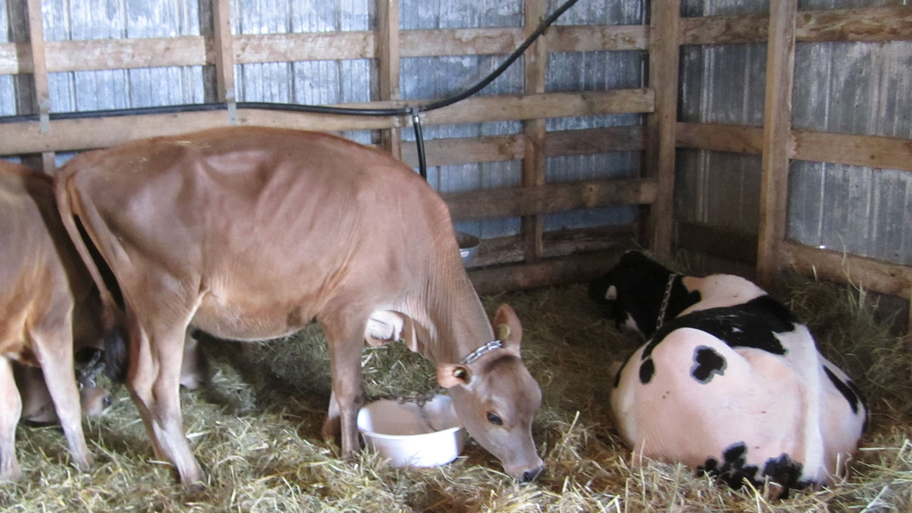 Achalandage record à l’Exposition agricole de Beauce
