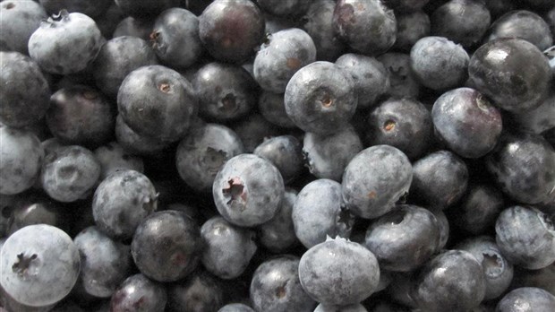 Les petits fruits cultivés dans la Chaudière-Appalaches feront partie de l'offre alimentaire d'établissements de santé et de services sociaux de la région.