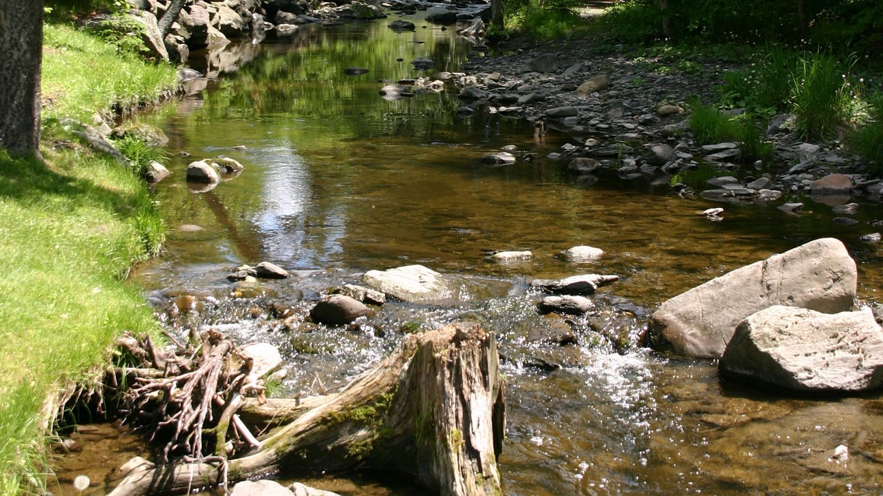 Plus de 5000 arbustes ont été offerts par le Comité de bassin de la rivière Chaudière (COBARIC) afin de « revégétaliser » les bandes riveraines et d’aider à prévenir la prolifération des algues bleu-vert.