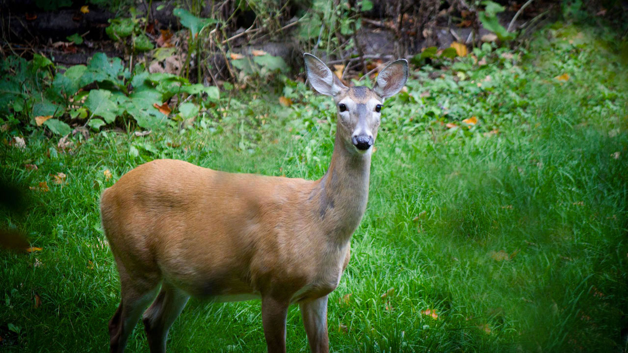 Il ne reste que quelques jours aux chasseurs pour s'inscrire aux tirages au sort des chasses contingentées afin d'obtenir une priorité de réservation pour un forfait de chasse à l'orignal ou au cerf de Virginie dans les réserves fauniques et à Sépaq Anticosti en vue de la saison d'automne 2014.