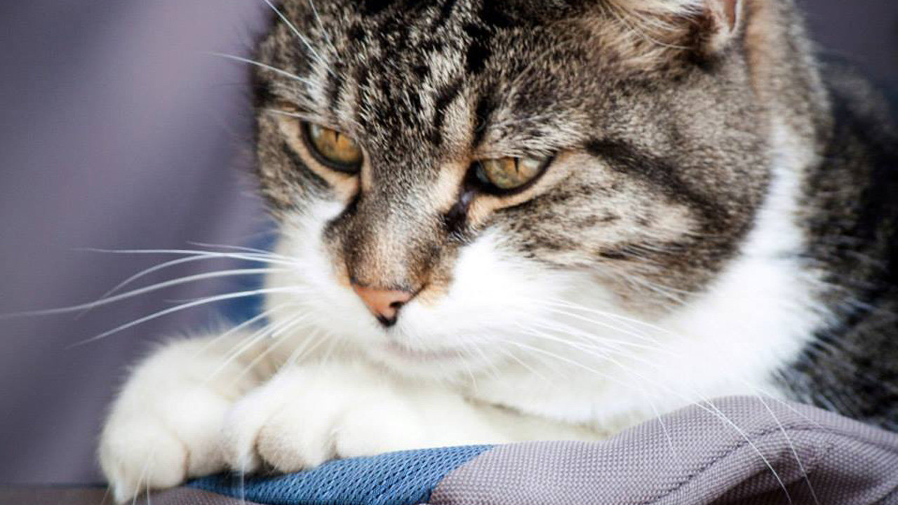 Ville de Saint-Georges et la Société protectrice des animaux Beauce-Etchemin invitent les propriétaires de chiens et de chats à se procurer leur licence pour l’année 2014.