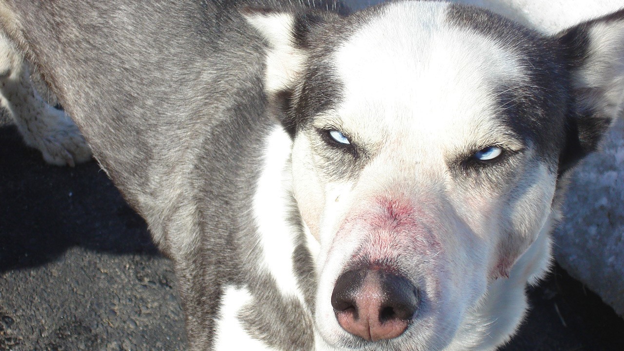 « Le chien est un canidé domestiqué donc il a encore l’instinct de chasser », rappelle Éric Champagne, sergent à la Protection de la Faune à Beauceville.