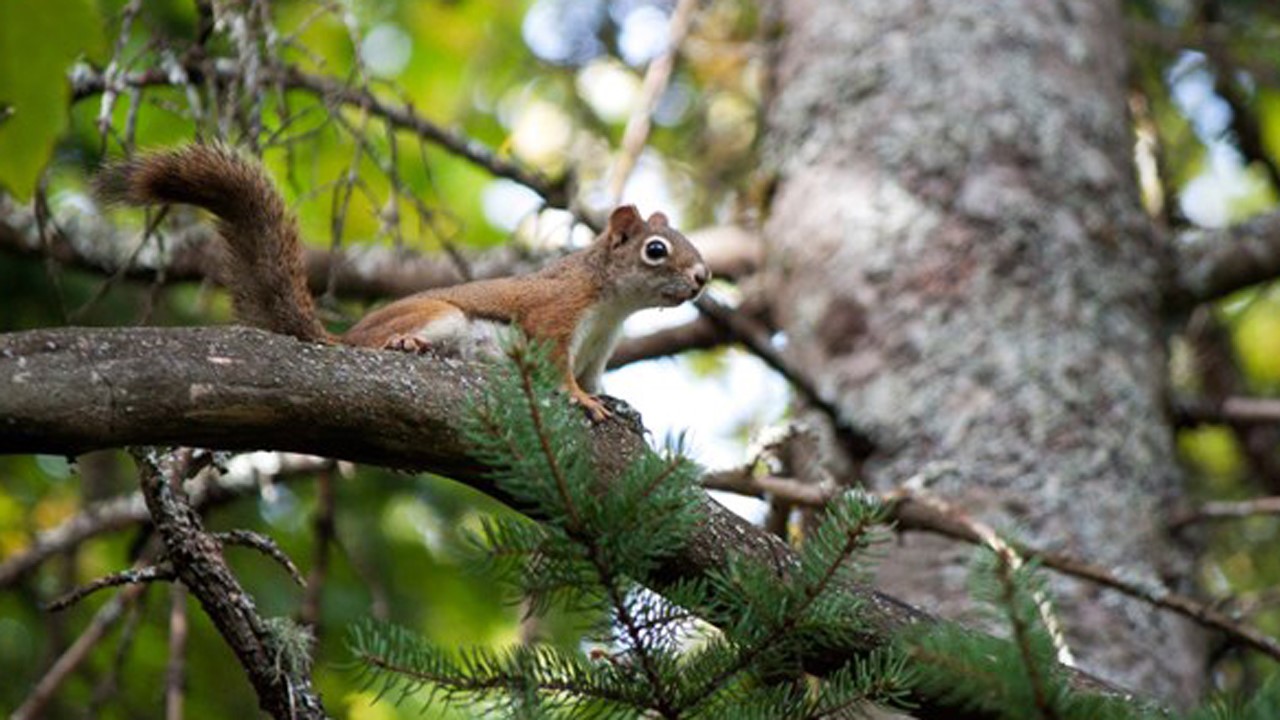 L’Association forestière du sud du Québec (AFSQ) organise son 69e Congrès et Salon forestier 2014 les 9 et 10 octobre prochain à l’Hôtel le Georgesville de Saint-Georges de Beauce.