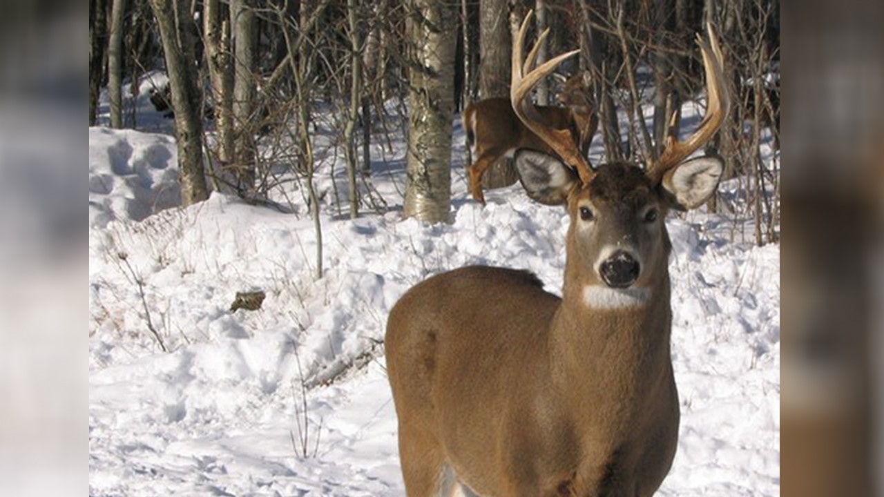Une femme de Saint-Évariste tente par tous les moyens de sauver ses chevreuils