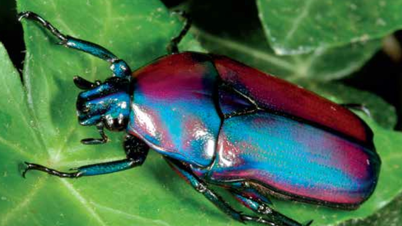 En primeur : «Nous, les insectes !», une nouvelle exposition itinérante produite par l’Insectarium de Montréal qui arrive à Saint-Georges en grande première. L’exposition propose plus d’une centaine d’insectes naturalisés des quatre coins du monde.