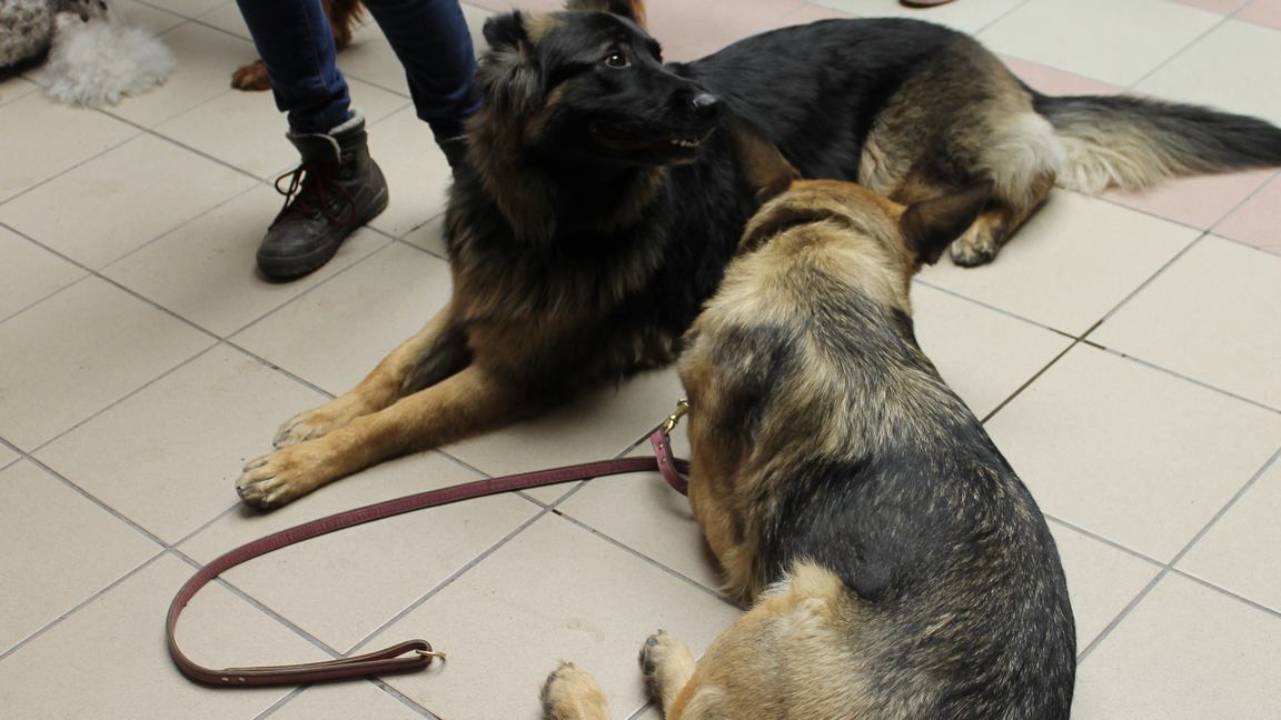 Salon « Info Canin » au Carrefour Saint-Georges