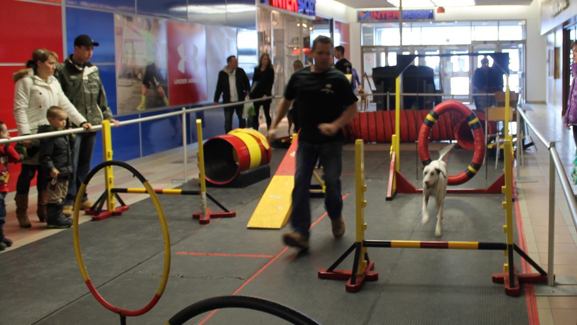 Salon « Info Canin » au Carrefour Saint-Georges