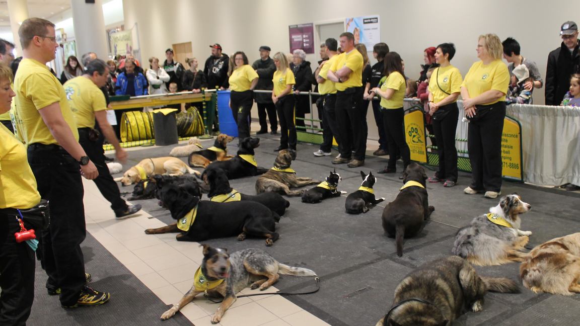 Un Salon "Info-Canin" avait lieu ce weekend, 1 et 2 mars, au Carrefour Saint-Georges 