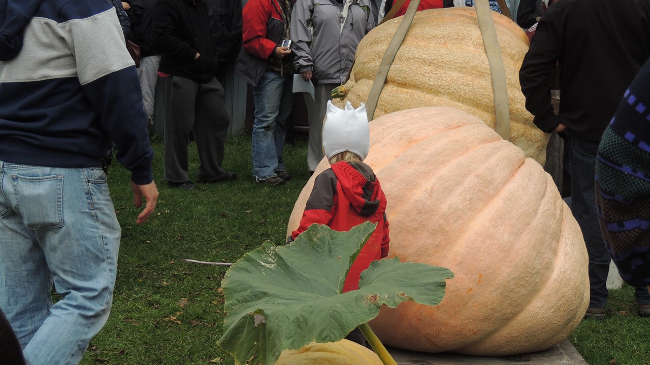 Le temps est venu de se préparer pour la 4e édition du concours de citrouilles géantes du Village des Défricheurs. L’objectif est de cultiver une citrouille de la variété Dill Atlantic Giant, se sorte qu’elle atteigne un poids maximal.