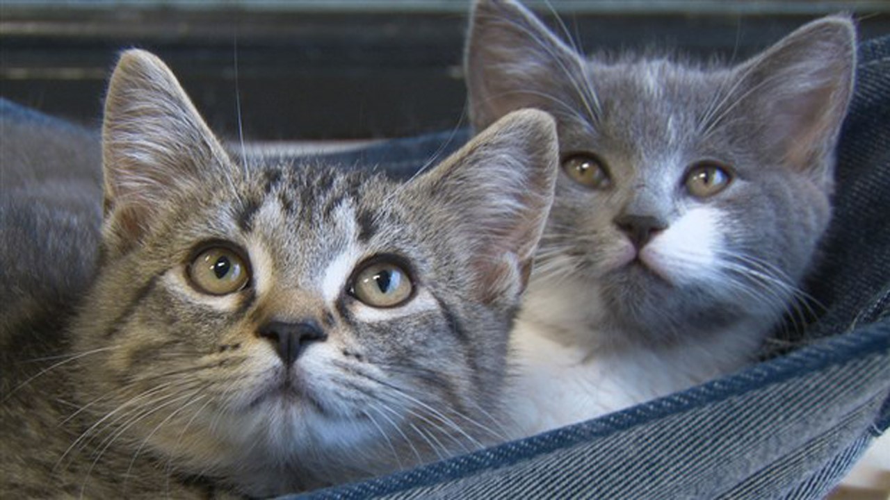 La SPA Beauce-Etchemins connait une période de surpopulation de chats