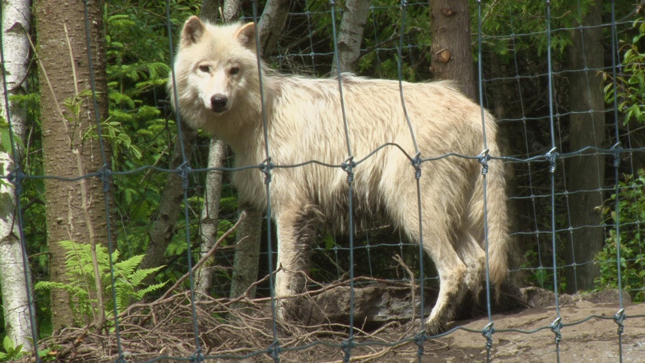 Plusieurs nouveaux animaux viennent s'ajouter au Miller Zoo