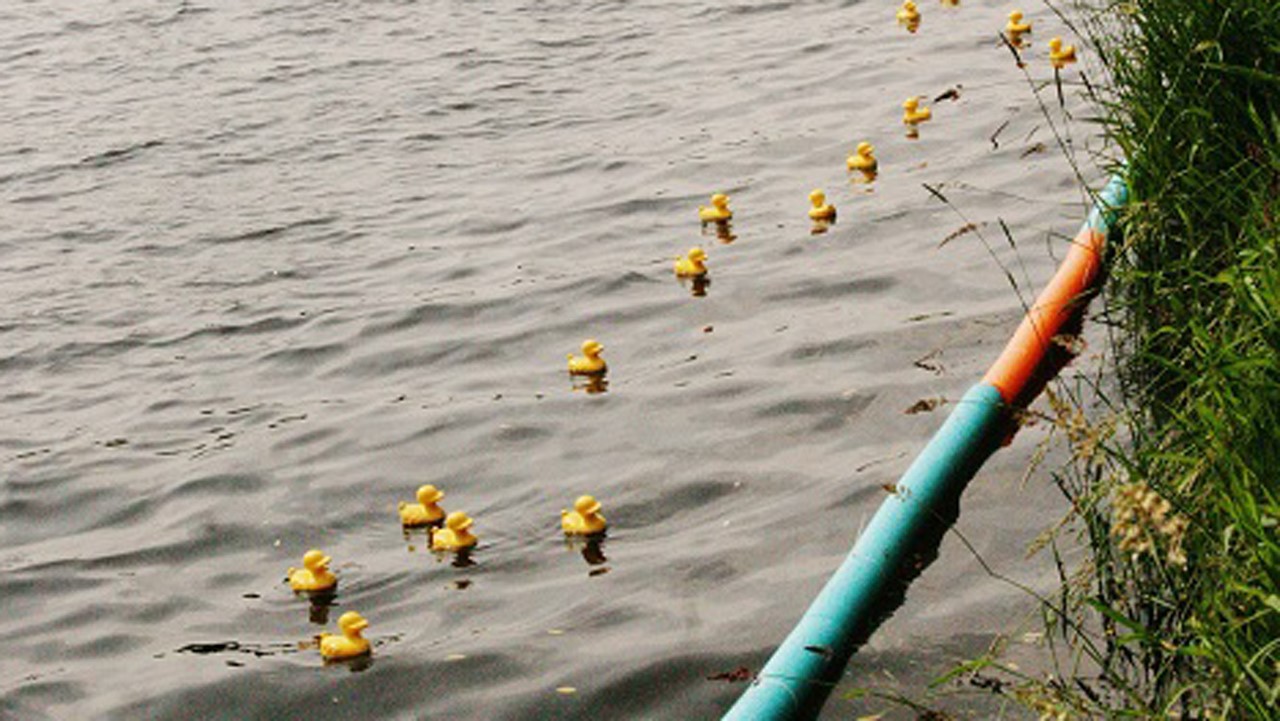 Quel canard sera le plus rapide?