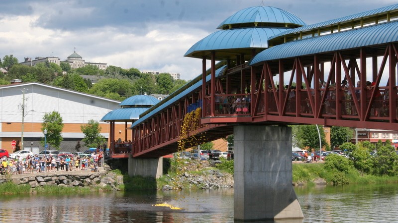 Les canards prennent d'assaut la rivière Chaudière