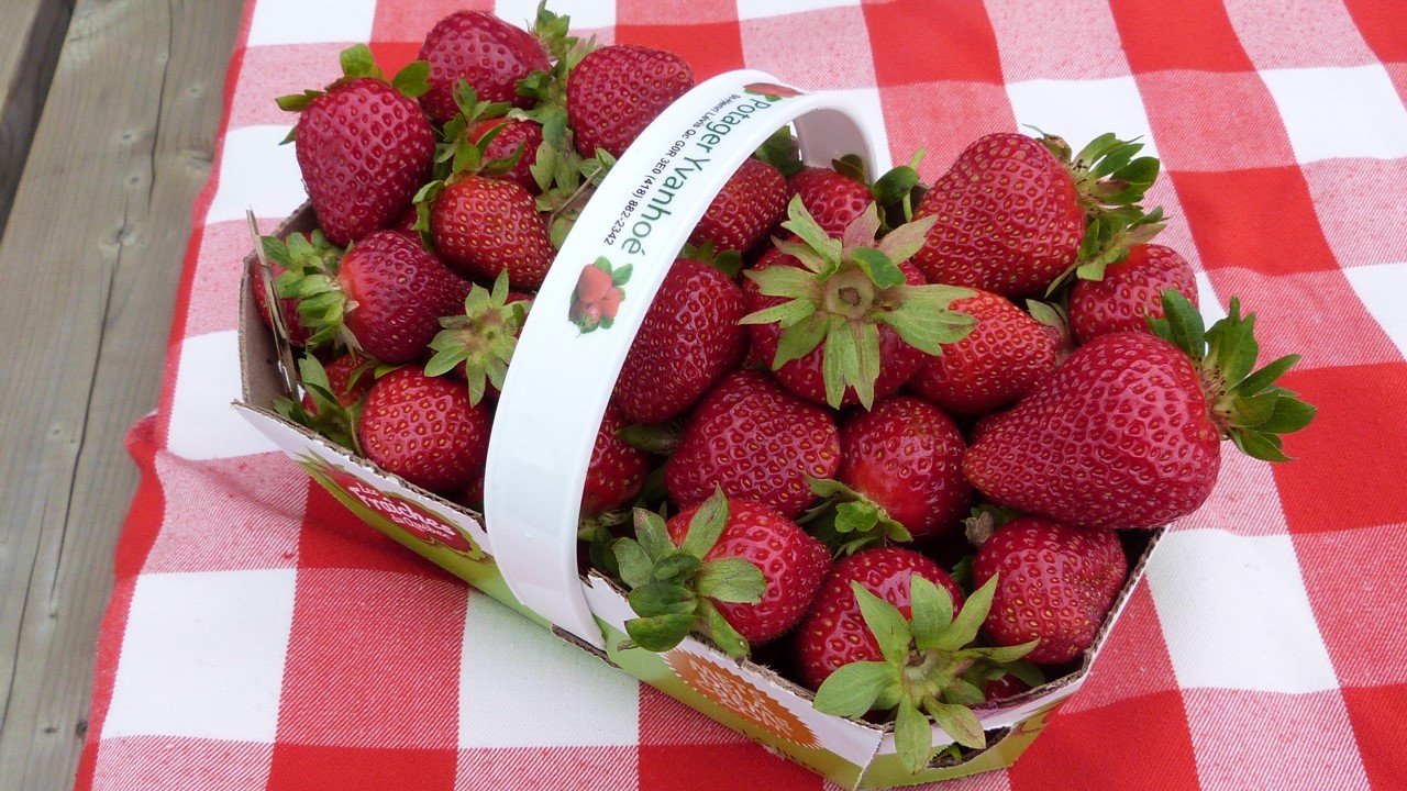 La saison des fraises est lancée