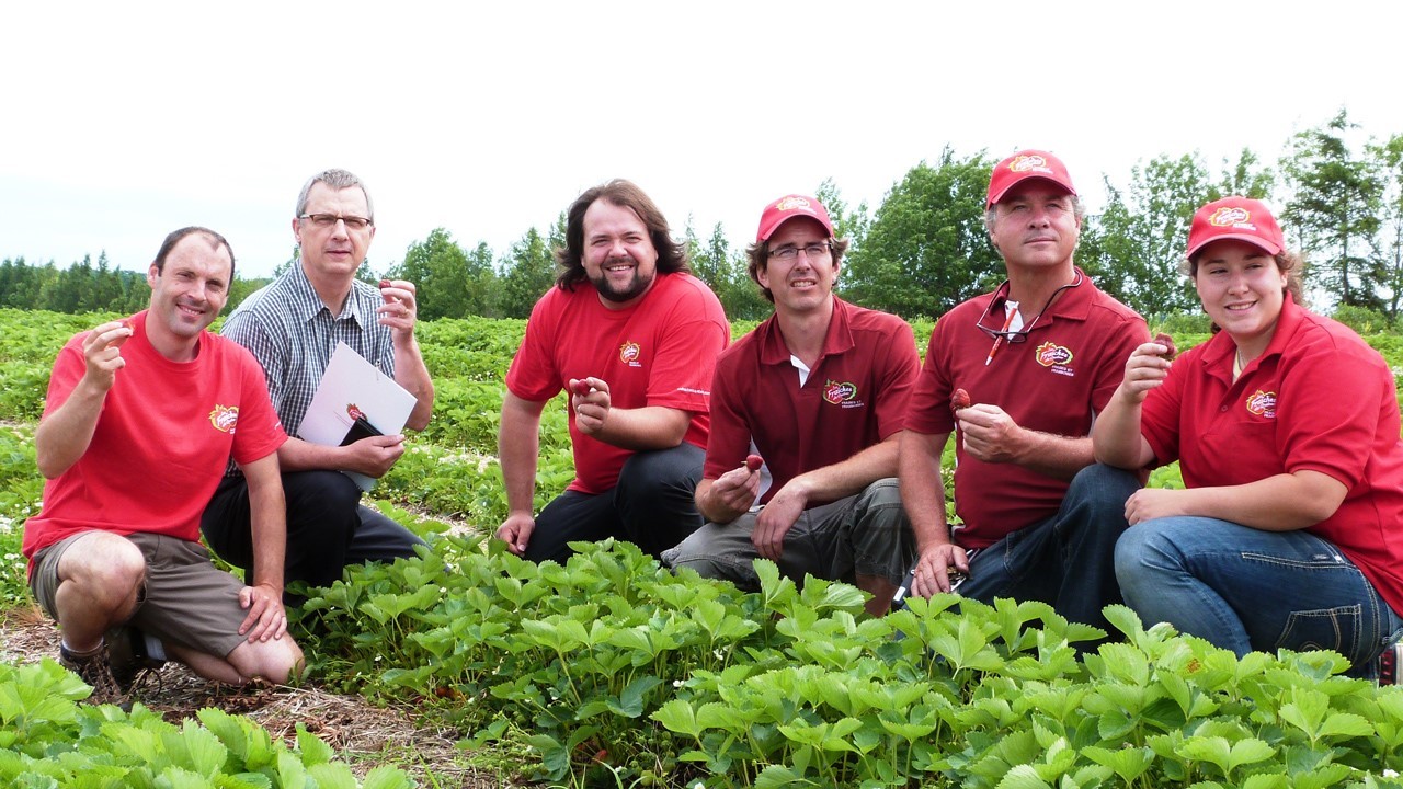 La saison des fraises est lancée