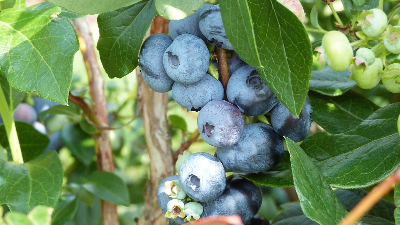 Peu d'aliments sont aussi bénéfique que le bleuet pour la santé