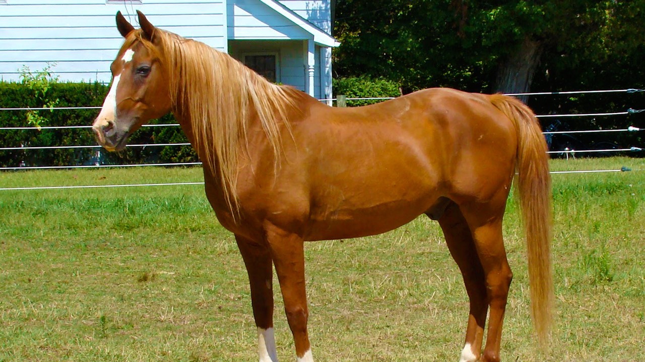 Les chevaux seront divisés en différente catégorie en fonction de leur poids.
