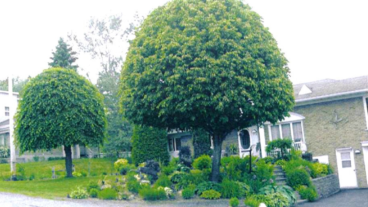 Le Prix coup de coeur de la société d'Horticulture de Beauce à été décerné à Monsieur Paul Bolduc.