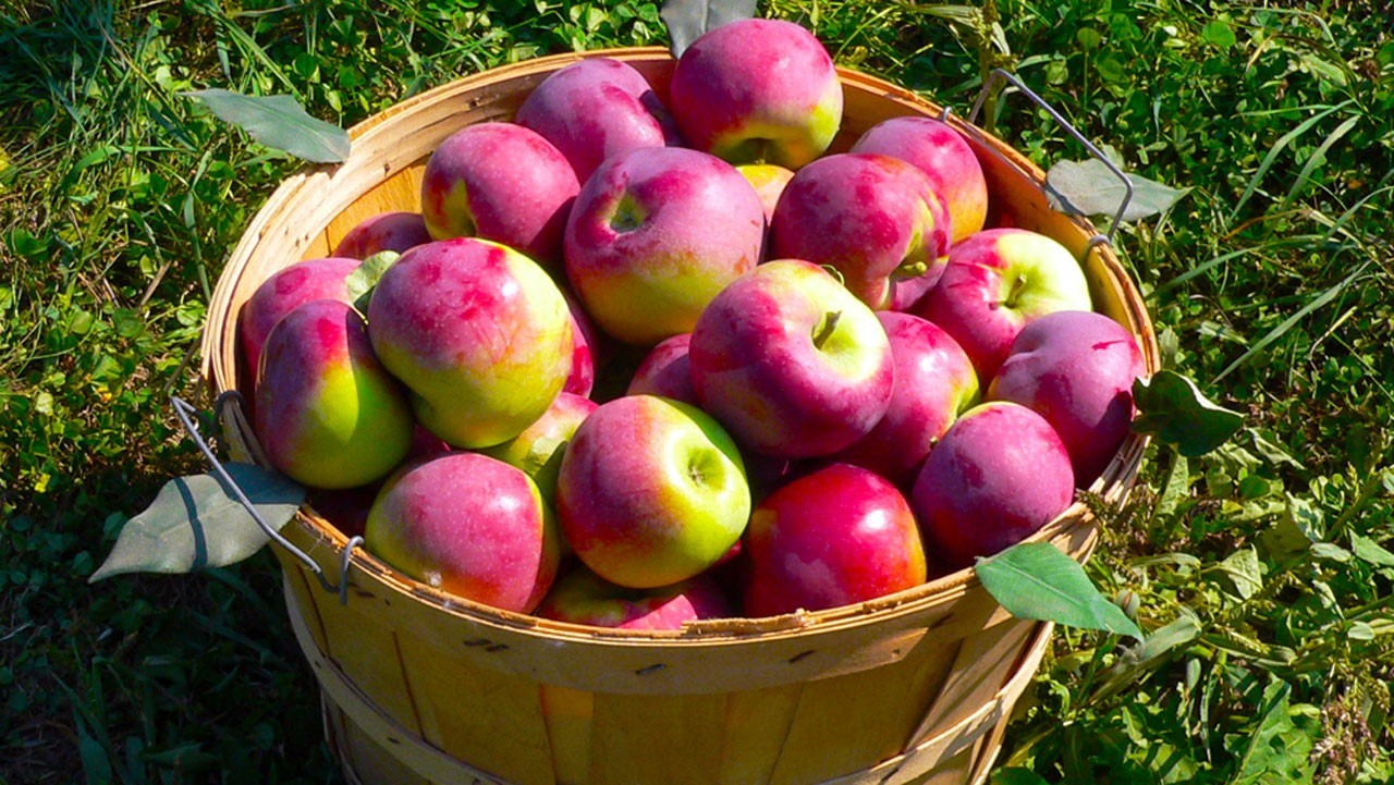 Atelier de pommes au Grand Marché de Saint-Georges