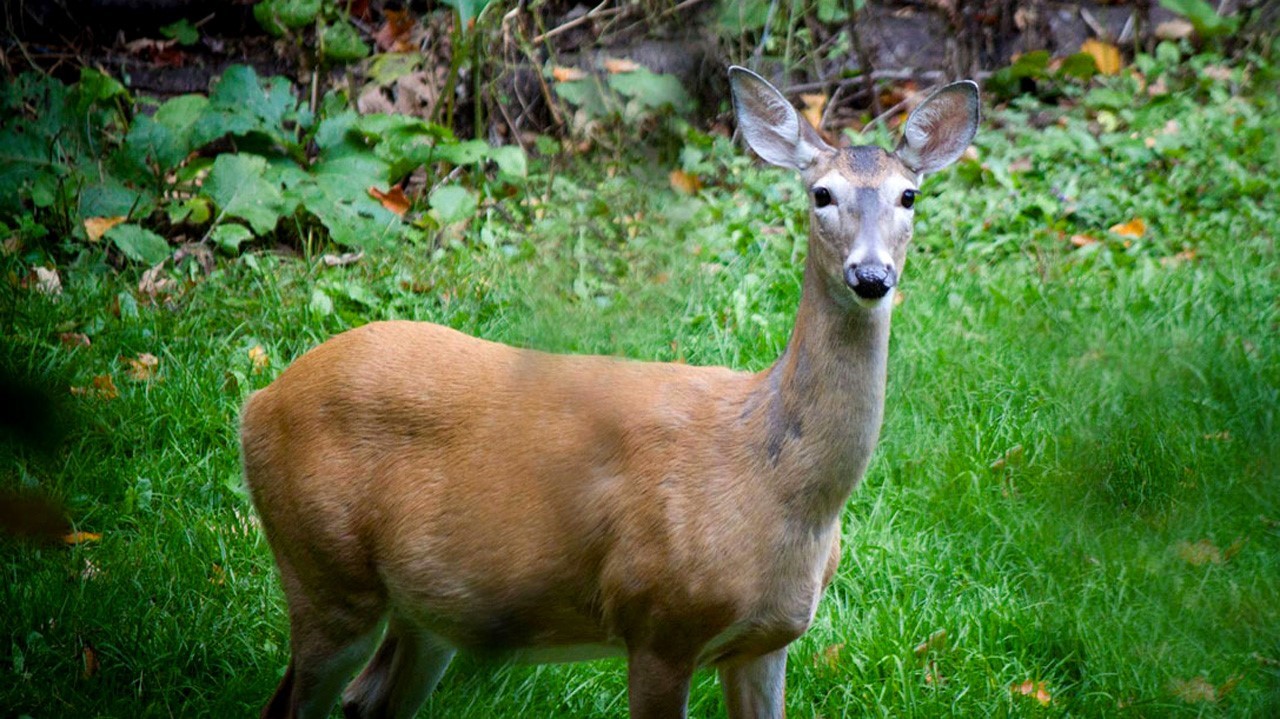 Les pêcheurs de truite mouchetée et de doré ainsi que les chasseurs de cerf de Virginie génèrent à eux seuls près de 55 % de ces retombées. 