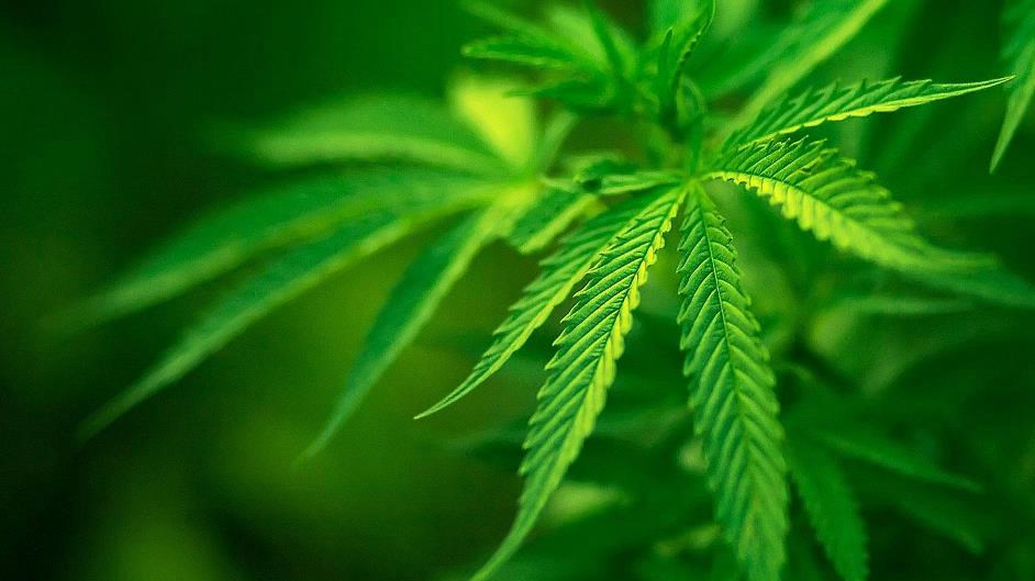 Un homme de la Beauce qui donne des conférences sur les bienfaits du cannabis croit que sa belle-fille aurait subi une fouille à cause d’un préjugé à son égard d'un membre de la direction de la polyvalente de Saint-Georges.