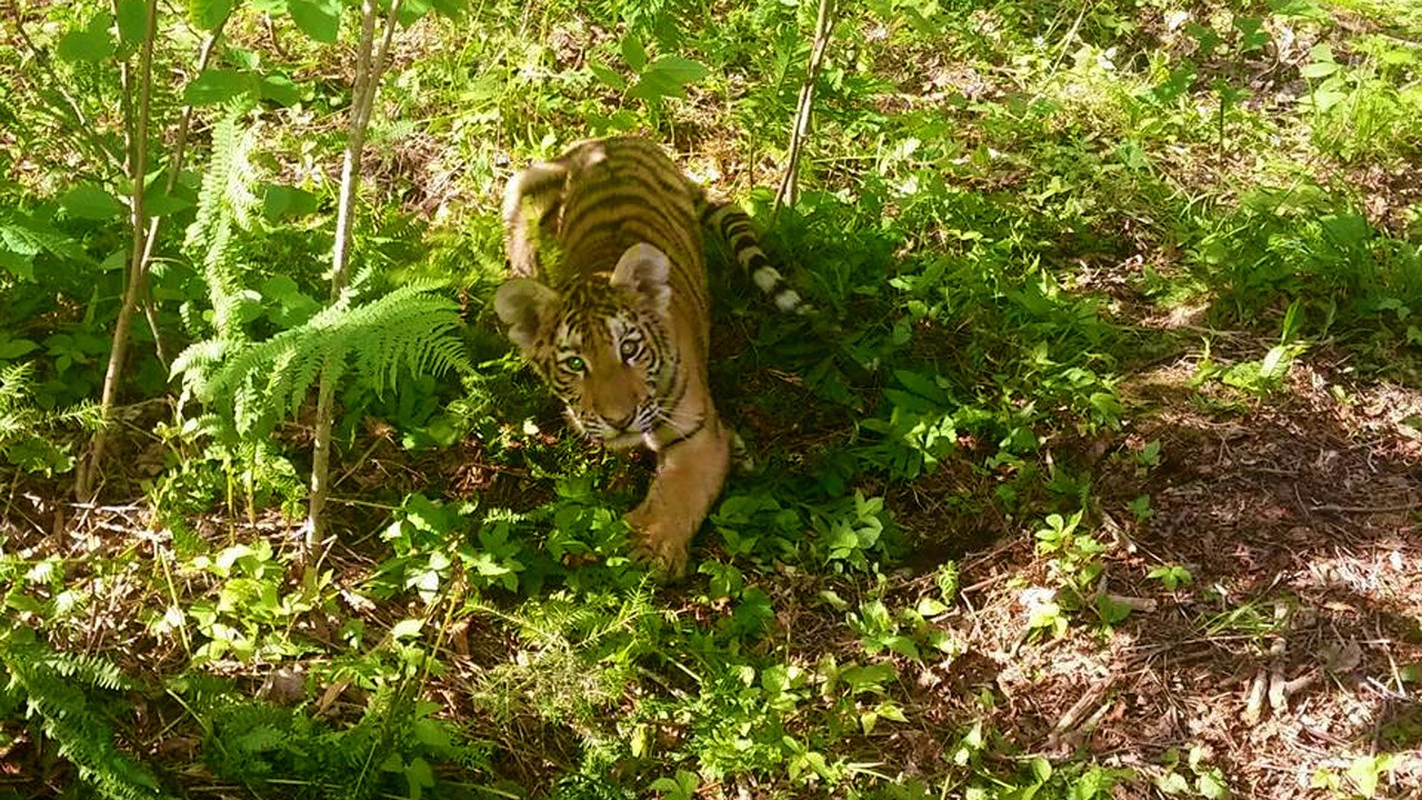 Le Zoo Miller adopte une jeune tigresse nommée Sheira
