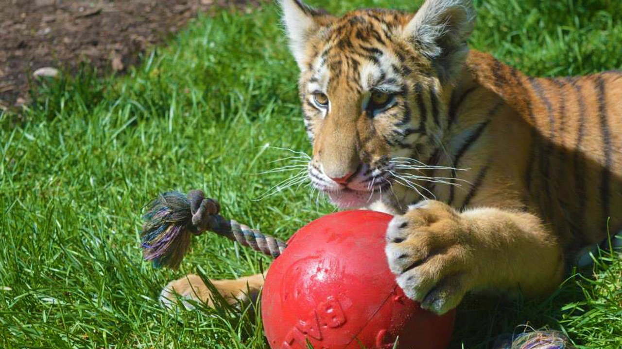 Sheira, nouvelle locataire du Zoo Miller, sera présente pour l'occasion.