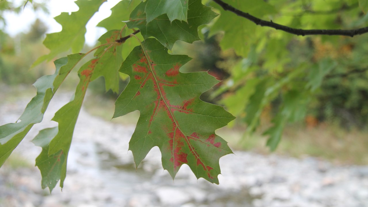 Succès coloré pour la Montée des couleurs au parc des Sept-Chutes