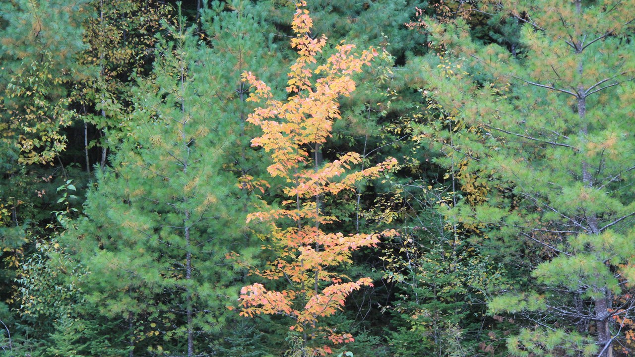 Succès coloré pour la Montée des couleurs au parc des Sept-Chutes