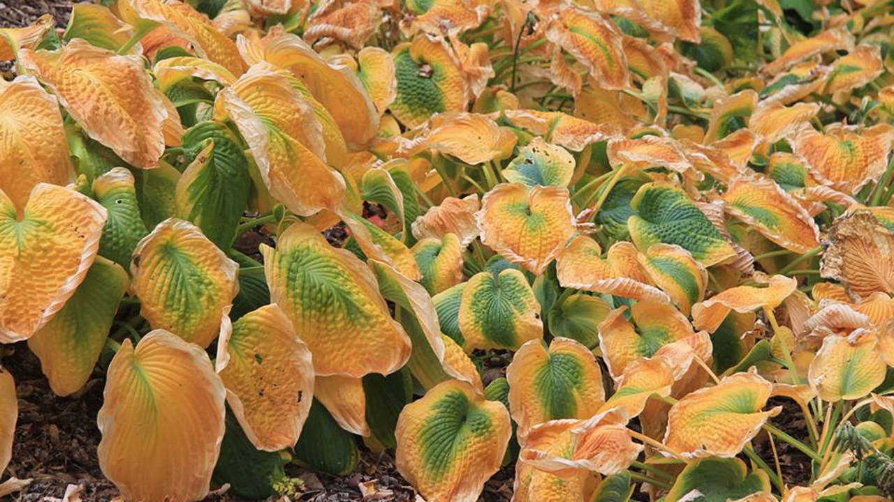 Quand l'automne arrive, la fête de l'Halloween se prépare.
