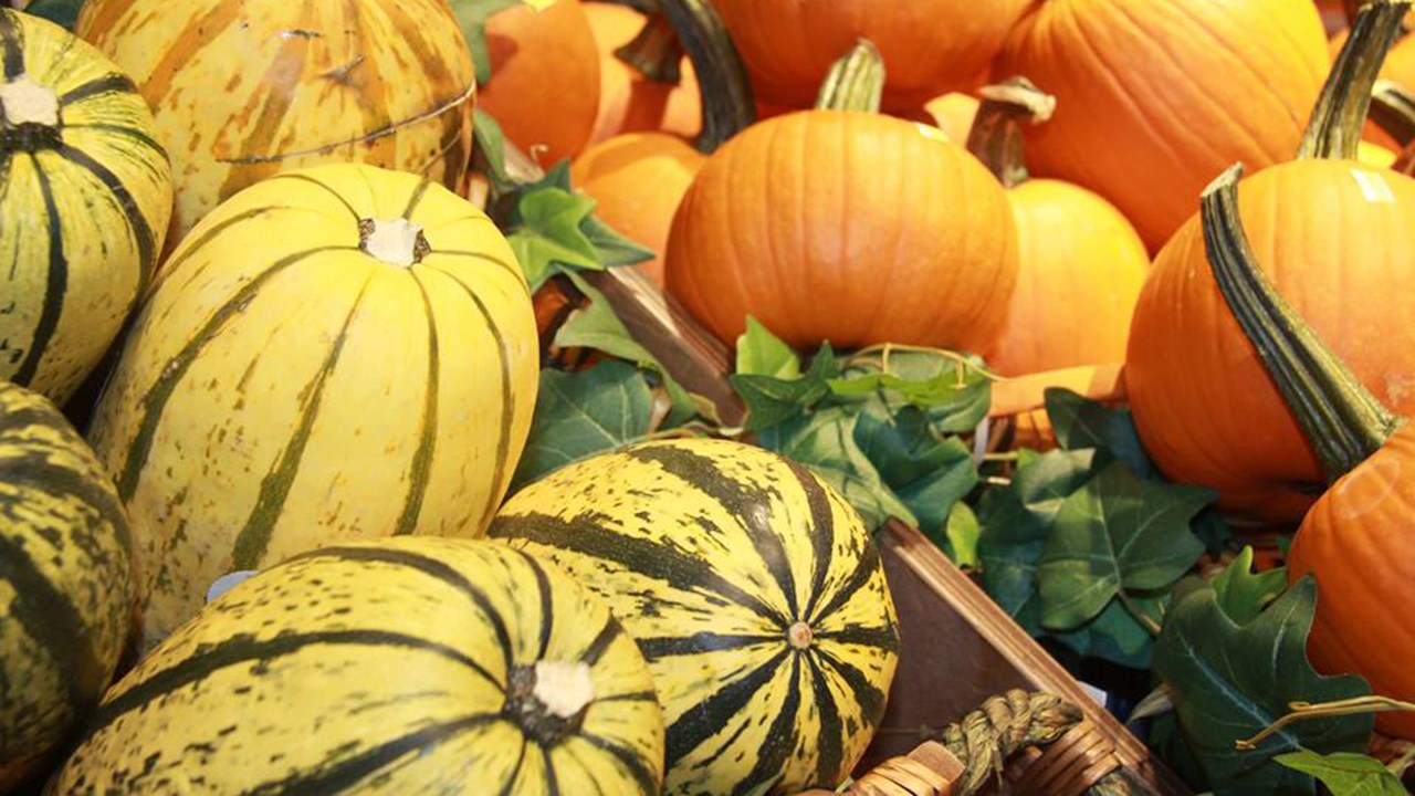 Courges décoratives, petites et grandes citrouilles.