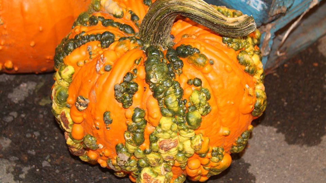 Aussi appelées « citrouilles mutantes », on n'a plus les citrouilles qu'on avait !
