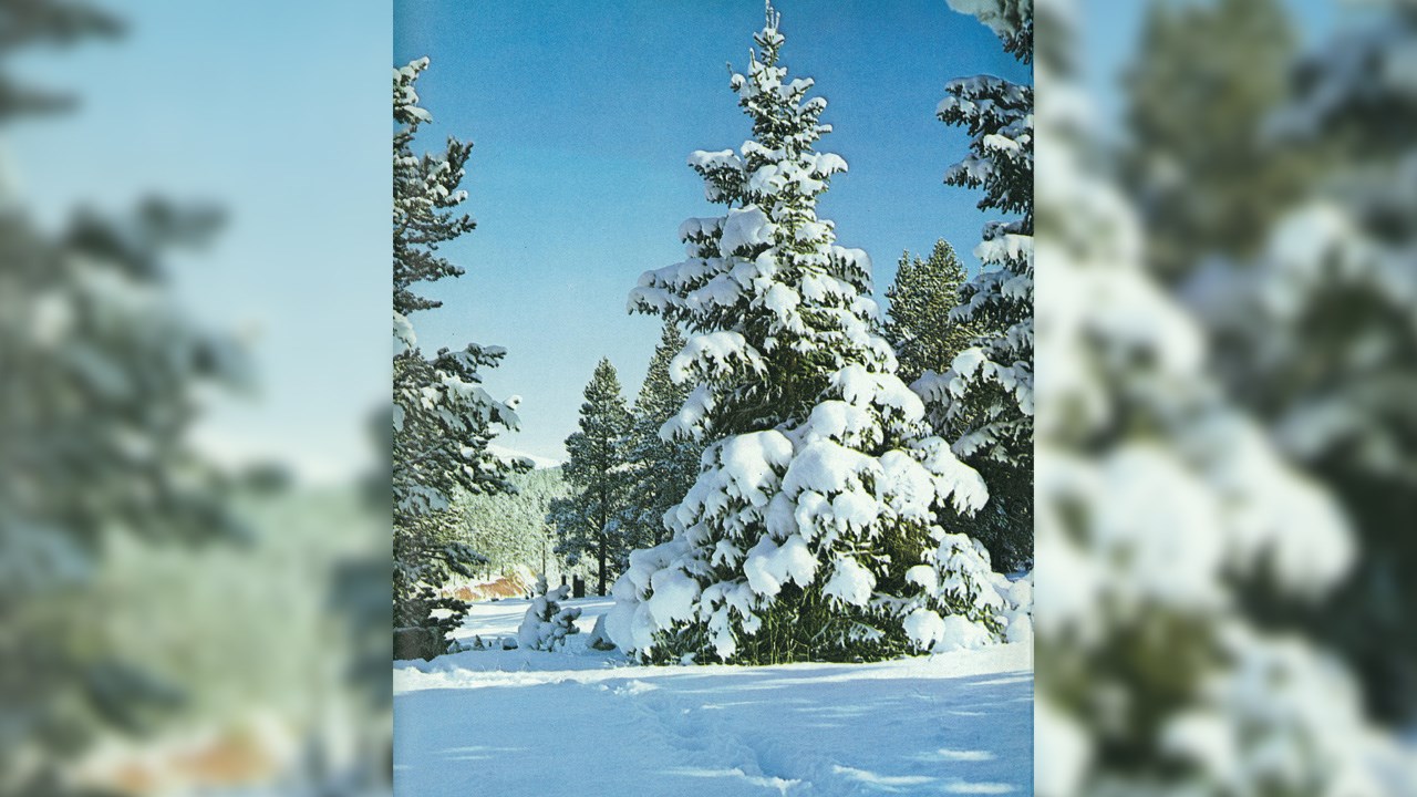 Le conte de Noël « Le roi des forêts » d’Harold Gilbert présenté à Sainte-Aurélie le 19 novembre.
