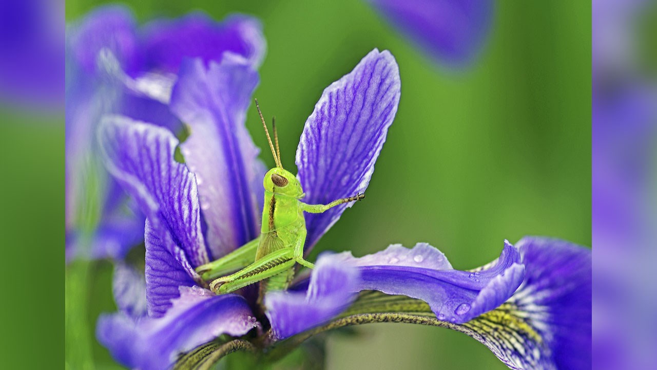 « Criquet sur iris versicolore », l'une des deux photos récompensées par la 2e place au concours 2016 Québec couleur nature dans les catégories « Faune » et « Hiver ». Les images ont été prises par un photographe amateur de Sainte-Hénédine.