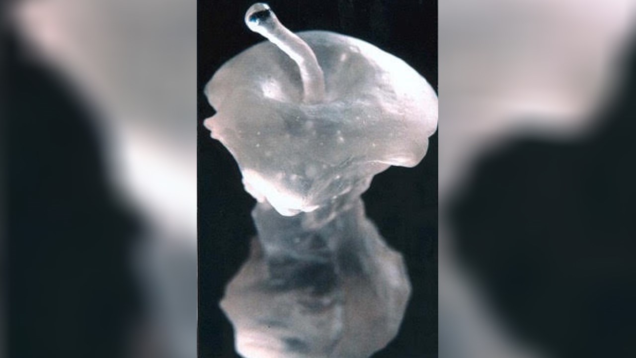 « Pomme d'Adam » — pâte de verre