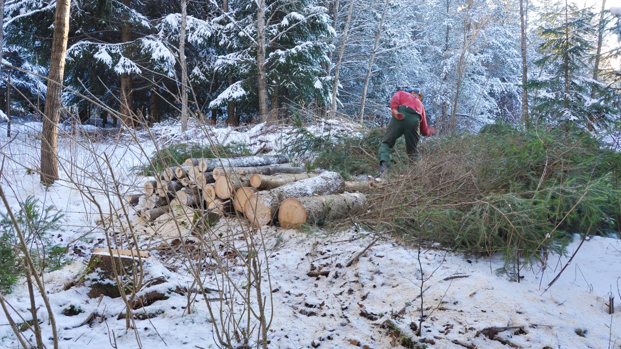 La fermeture de Madison Paper affecte les ventes de sapin-épinette de 4 pieds en Beauce