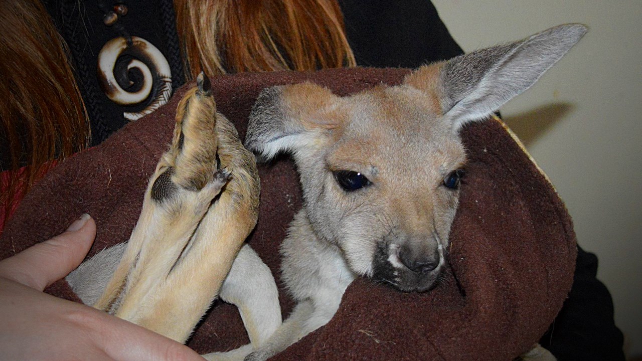 Les bébés kangourous qui sont présentement nourris au biberon auront leur enclos au centre du Zoo lors de l’ouverture à la fin mai.