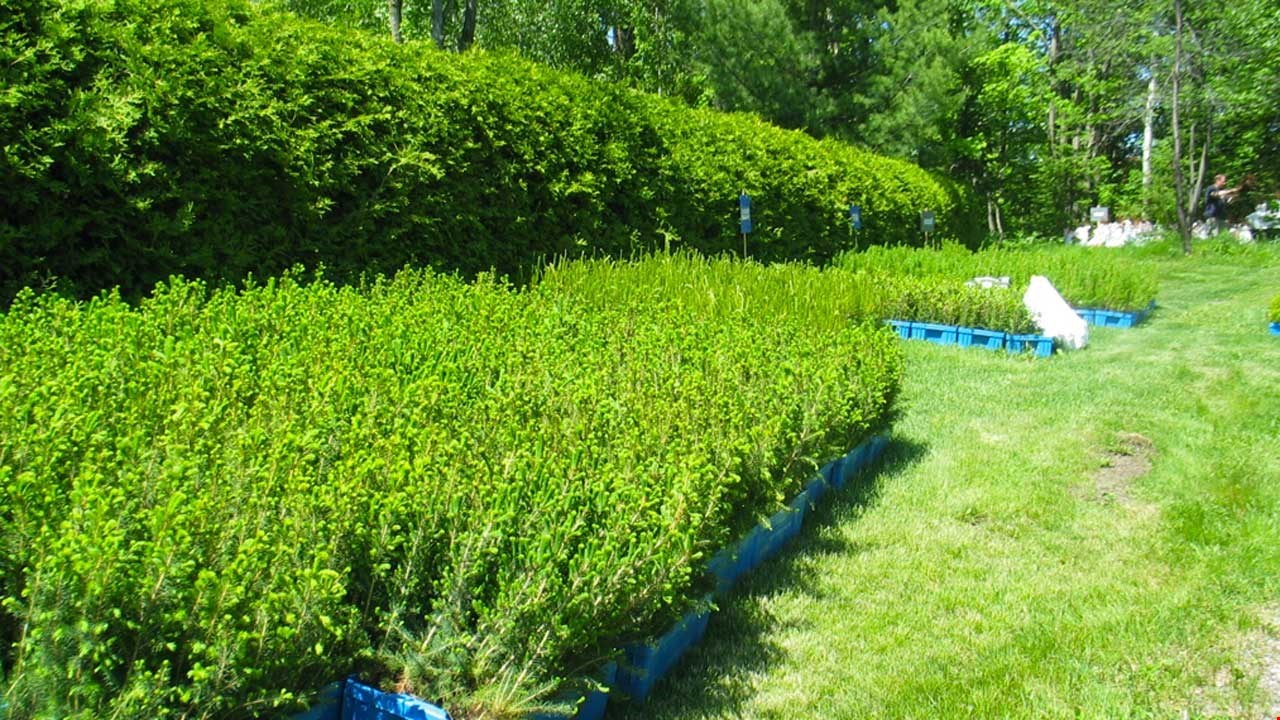 Arbre-Évolution distribuera 1 200 arbres à Saint-Simon