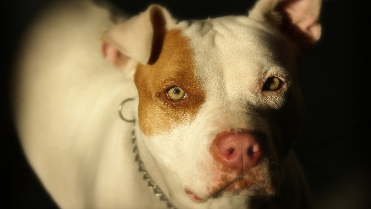 Saint-Georges possède déjà un règlement prohibant certaines races canines jugées dangereuses