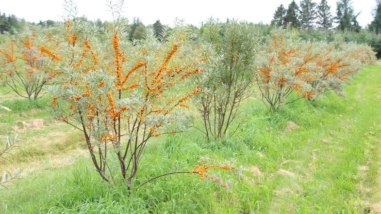 Le verger L' Argousière proposera à ses clients de cueillir le fruit de l'argousier eux-mêmes