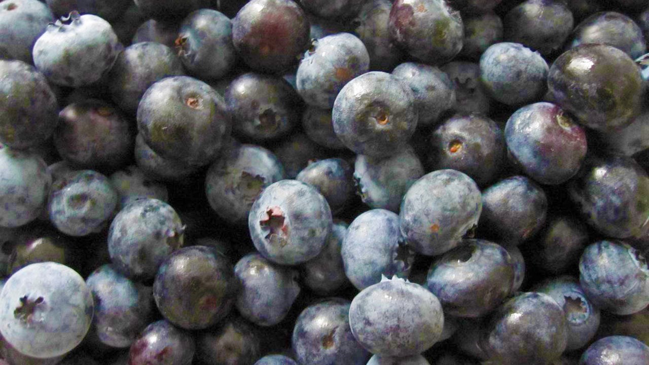 Industrie des petits fruits : les libéraux doivent prioriser le Québec avant les États-Unis selon la CAQ
