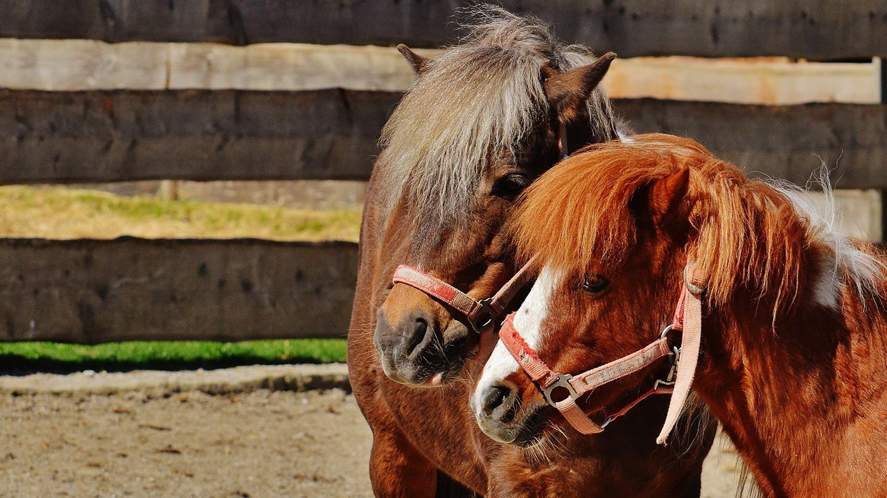 La tire de poneys du camping Club sportif Grande-Coudée aura lieu le 20 août