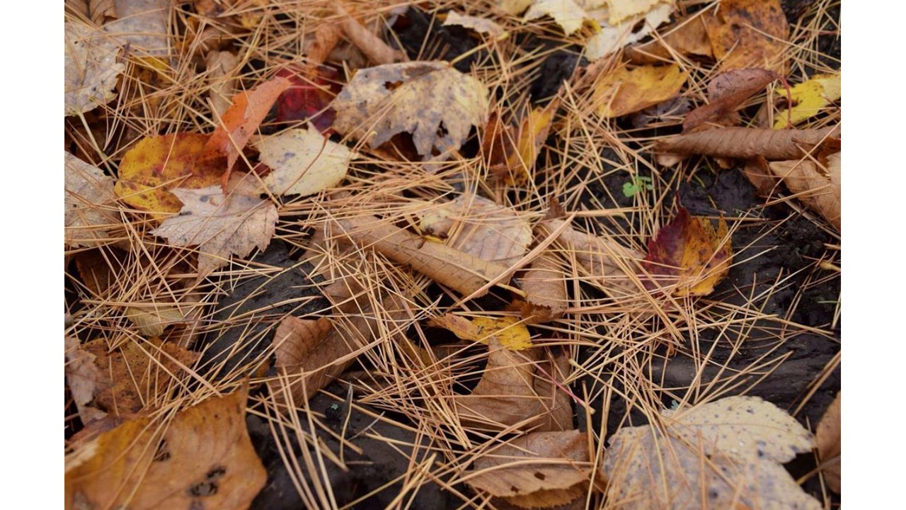 Replongez-vous dans les couleurs de l'automne grâce aux images de nos lecteurs