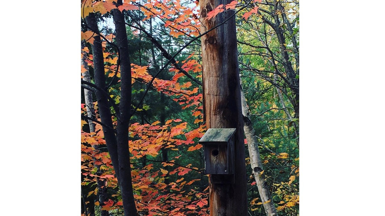 Replongez-vous dans les couleurs de l'automne grâce aux images de nos lecteurs