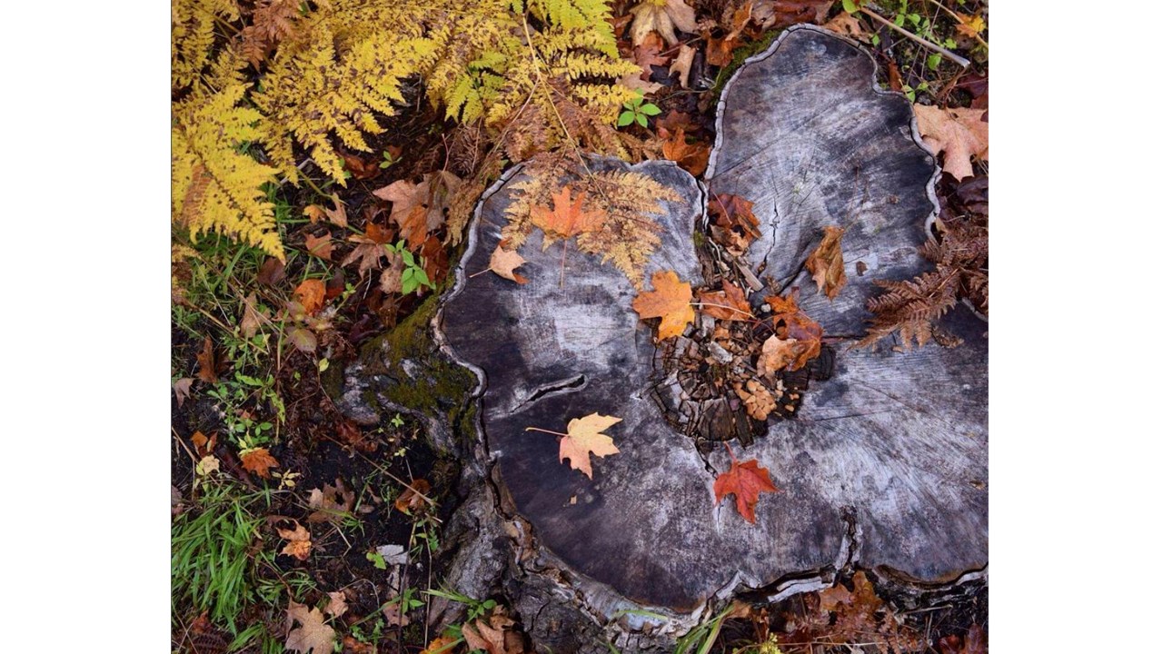 Replongez-vous dans les couleurs de l'automne grâce aux images de nos lecteurs
